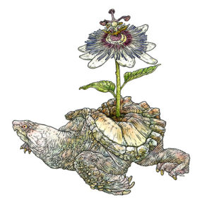 Nicholas DI GENOVA Infinity blossom Ink and wc 10" x 10"